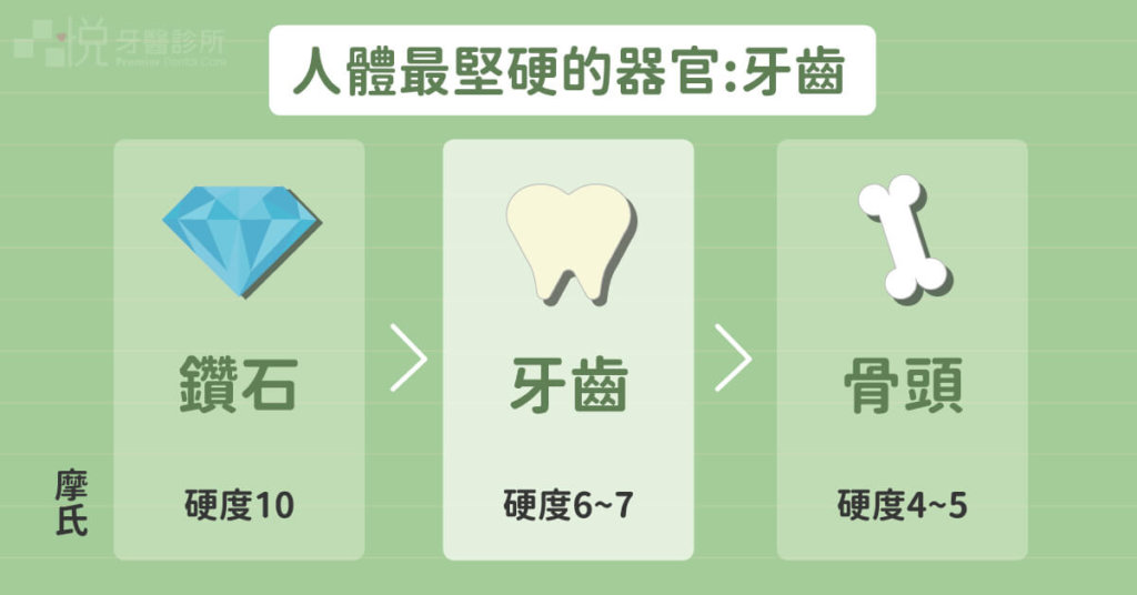 骨頭常被誤以為是身體最硬的地方，但其實牙齒才是人體硬度最高的地方喔。假牙就像一個保護殼，用於保護受損的牙齒，以恢復口腔的功能和美觀。